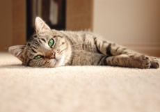 Lake Ocone Carpet Cleaning